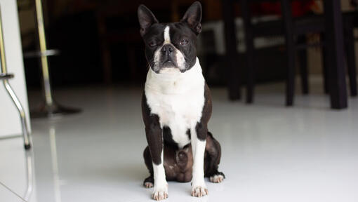 Boston terrier sales race